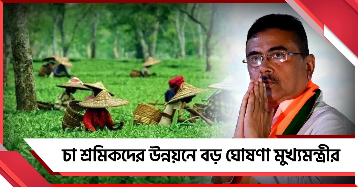 বরাদ্দ ৩১৩ কোটি, চা শ্রমিকদের উন্নয়নে বড় ঘোষণা মুখ্যমন্ত্রীর