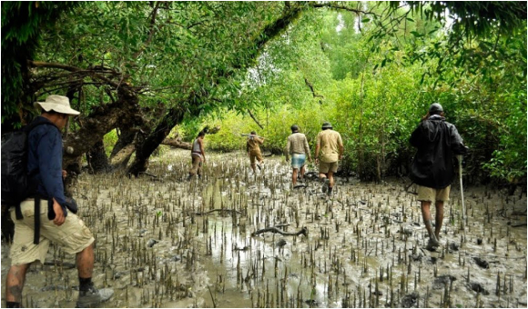 mangrove forest