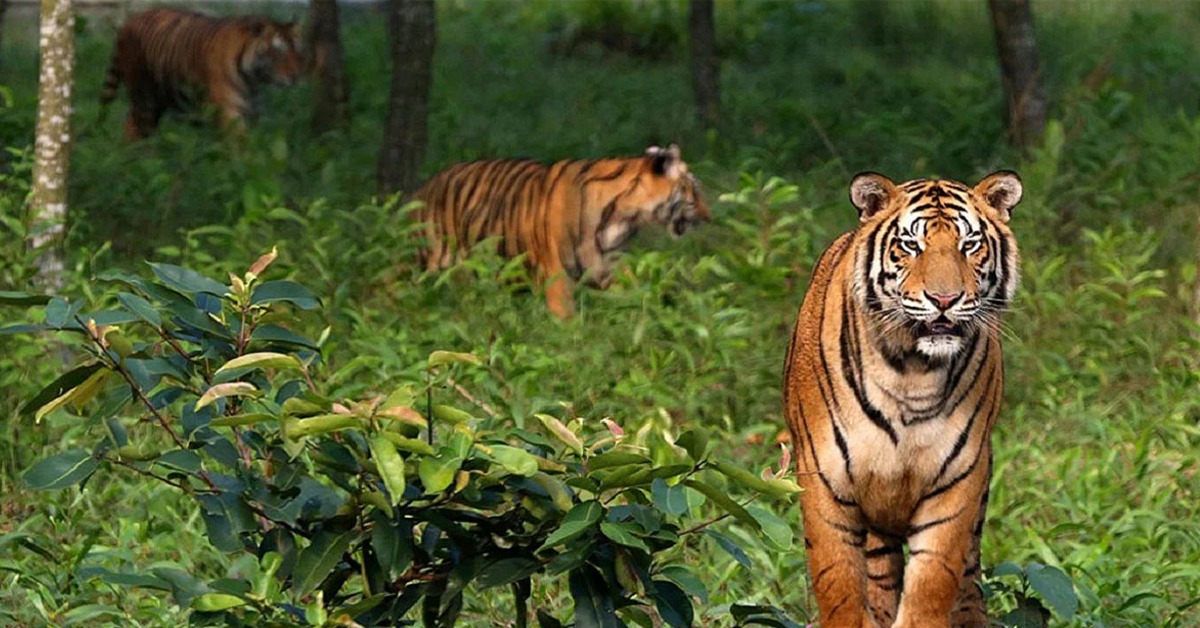 ৩০ বাঘ ঘুরছে সুন্দরবনের কোর এরিয়ার বাইরে! বাড়ছে মানুষের উপর আক্রমণ, জায়গা কি কম পড়ছে?