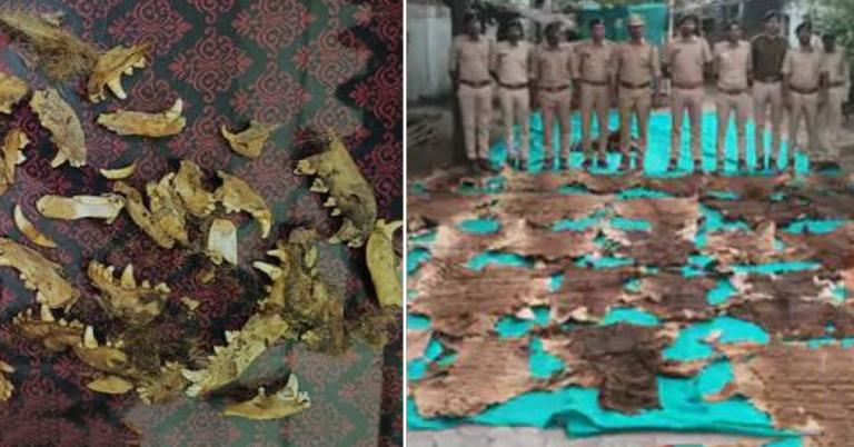 মোদির গুজরাটে চোরাশিকার! উদ্ধার ৩৭টি বাঘ ছাল, ১৩৩টি নখ-দাঁত