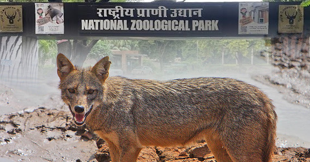 খেঁকশিয়ালকে জীবন্ত পুড়িয়ে মারার অভিযোগ, দিল্লির চিড়িয়াখানায় চাঞ্চল্য