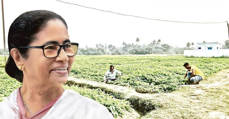সিঙ্গুরের জমিতে ফলছে সোনার ফসল, মুখ্যমন্ত্রীর উদ্যোগে স্বস্তিতে কৃষকরা