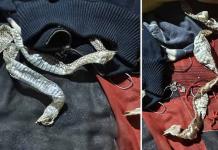 বিছানায় খোলস ছেড়ে প্রেমিকের সঙ্গে পগারপার ‘নাগিন’!