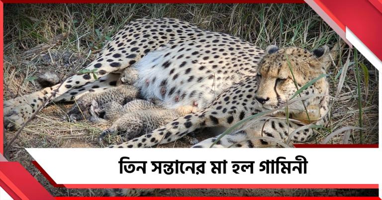 কুনোয় এলো নতুন ‘অতিথি’: তিন সন্তানের মা হল গামিনী