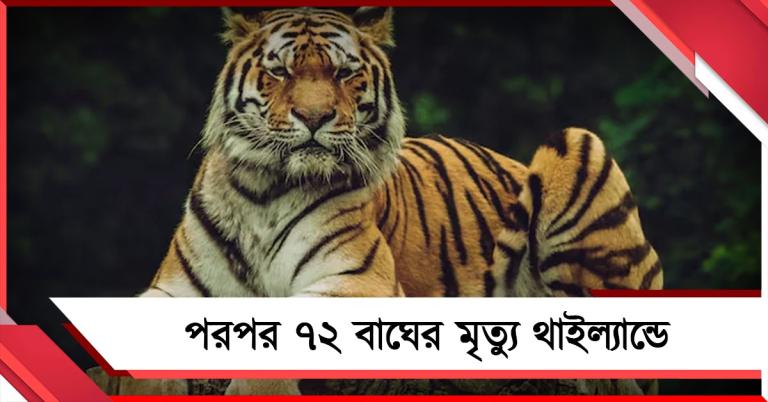 পরপর ৭২ বাঘের মৃত্যু থাইল্যান্ডে! রহস্যময় ঘটনায় বাড়ছে উদ্বেগ
