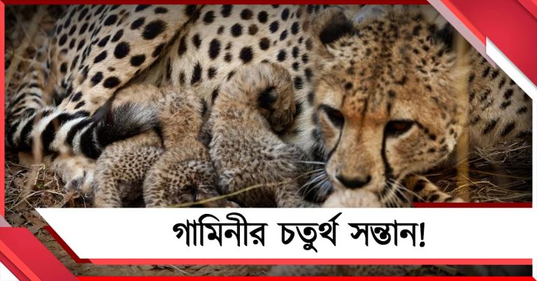 ৯দিন পরে আবিষ্কার! গামিনী জন্ম দিয়েছিল চার শাবকের