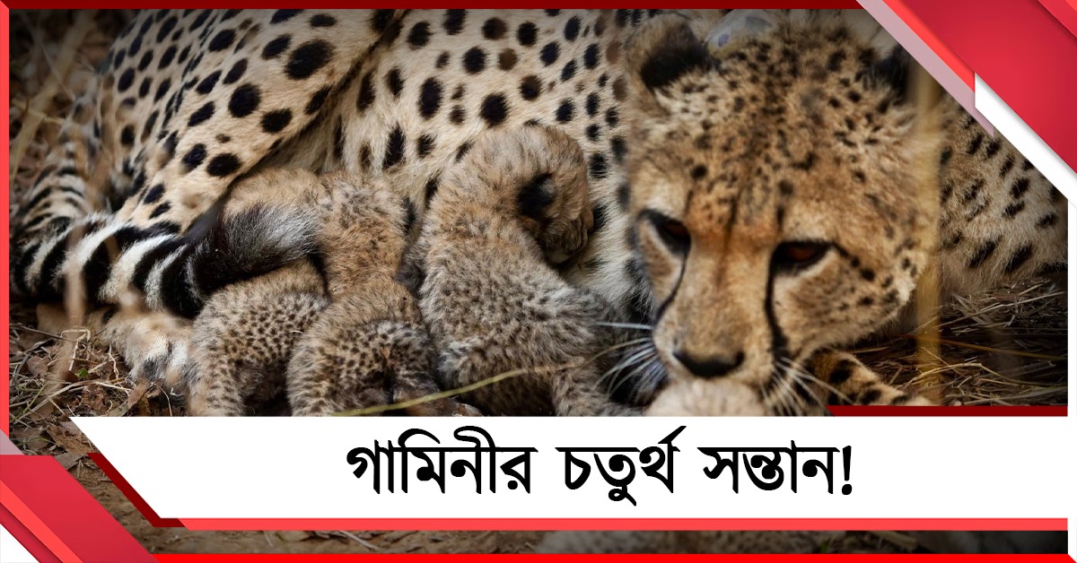 ৯দিন পরে আবিষ্কার! গামিনী জন্ম দিয়েছিল চার শাবকের
