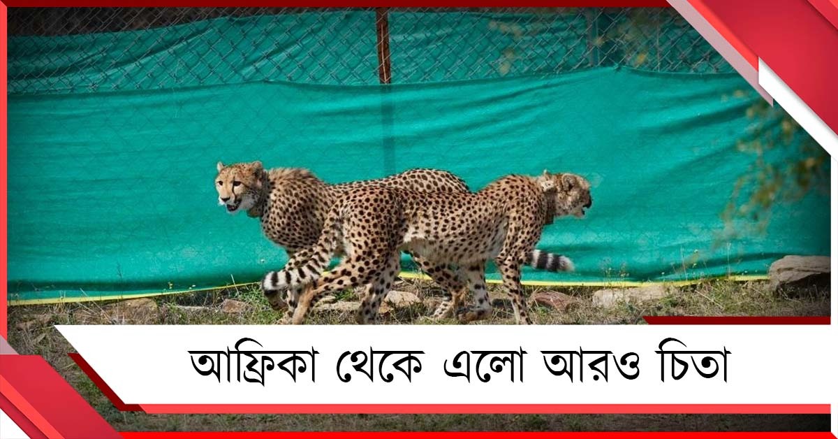 বায়ুসেনার বিমানে দক্ষিণ আফ্রিকা থেকে ৯ চিতার আগমন কুনোয়