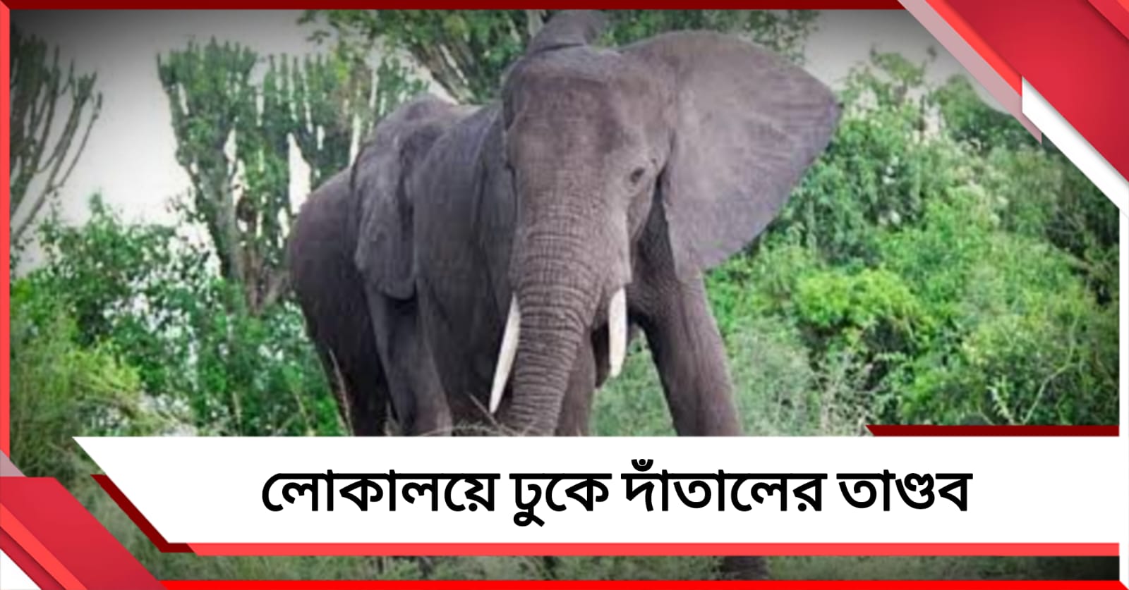লোকালয়ে ঢুকে দাঁতালের তাণ্ডব: বাঁকুড়ায় মৃত ১, আহত ৩