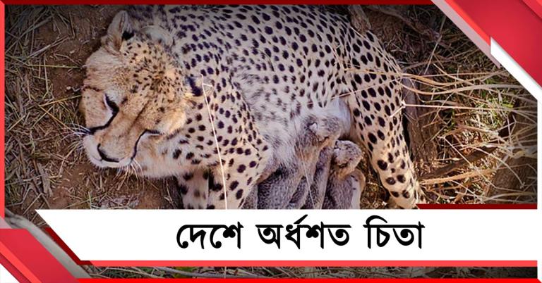 হাফ সেঞ্চুরি পার, কুনোয় জন্ম নিল আরও পাঁচ চিতা