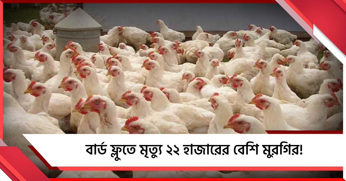বার্ড ফ্লুতে মৃত্যু ২২ হাজারের বেশি মুরগির! বিক্রিতে জারি নিষেধাজ্ঞা