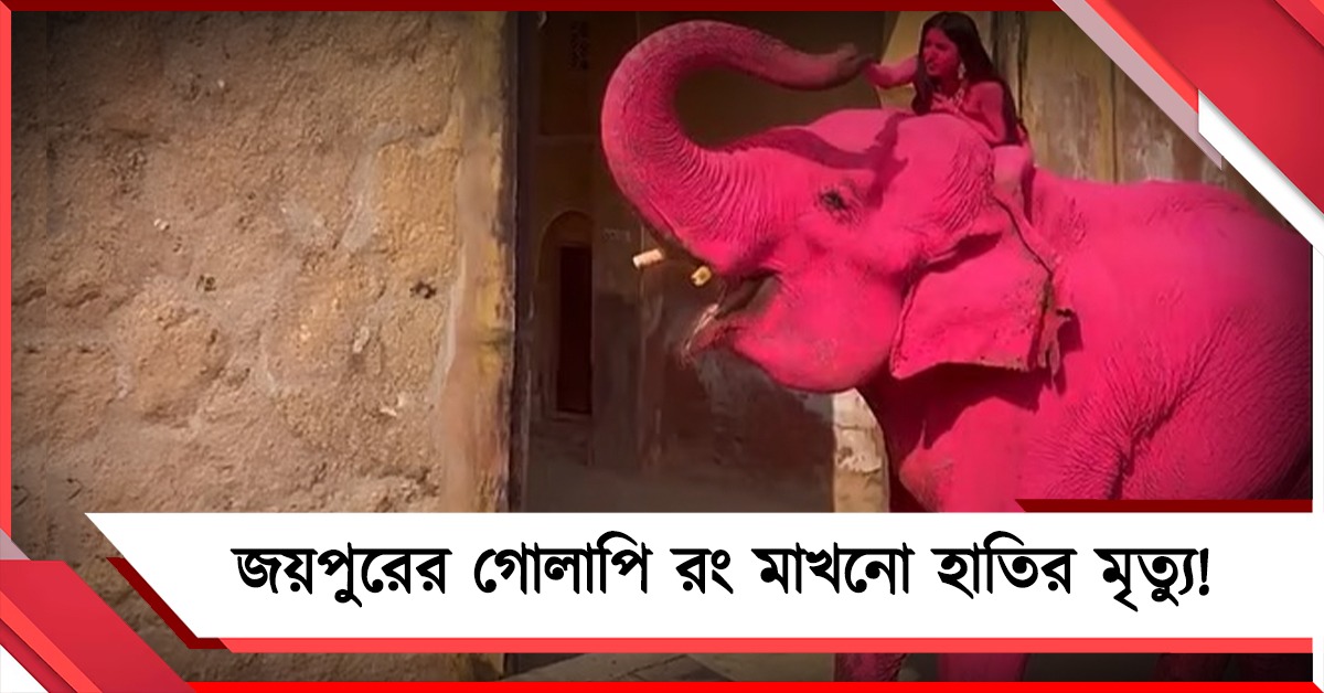 জয়পুরের গোলাপি রং মাখনো হাতির মৃত্যু! উঠছে প্রশ্ন