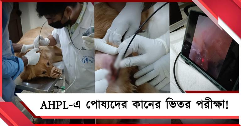 পূর্ব ভারতে প্রথম উচ্চ-ক্ষমতা সম্পন্ন ক্যামেরায় পোষ্যদের কানের ভিতর পরীক্ষা AHPL-এ