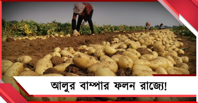 আলুর বাম্পার ফলন রাজ্যে! হিমঘরে রেকর্ড মজুত, আশ্বস্ত কৃষি দফতর