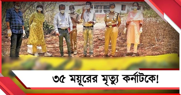 কর্নাটকে ৭ দিনের ব্যবধানে ৩৫ ময়ূরের মৃত্যু! তদন্ত শুরু