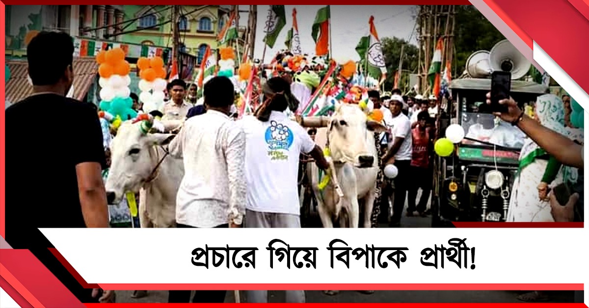 আউশগ্রামে অভিনব প্রচারে গিয়ে বিপাকে প্রার্থী! গাড়ি ছেড়ে পালাল গরু
