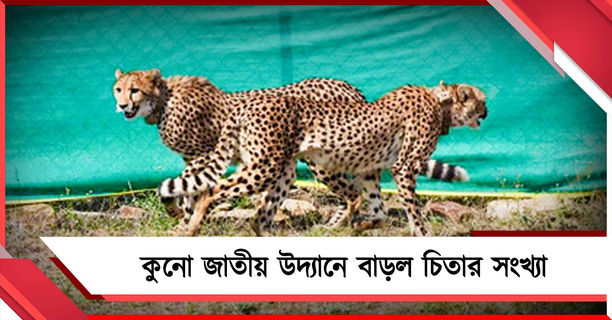 সুরক্ষা বেষ্টনী থেকে মুক্তি, কুনো জাতীয় উদ্যানে বাড়ল চিতার সংখ্যা