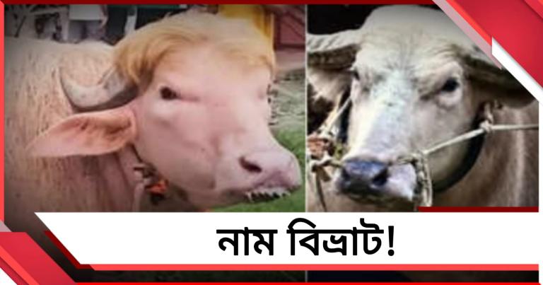 ট্রাম্প রক্ষা পেলেও ভাগ্য বদলাল না নেতানিয়াহুর!