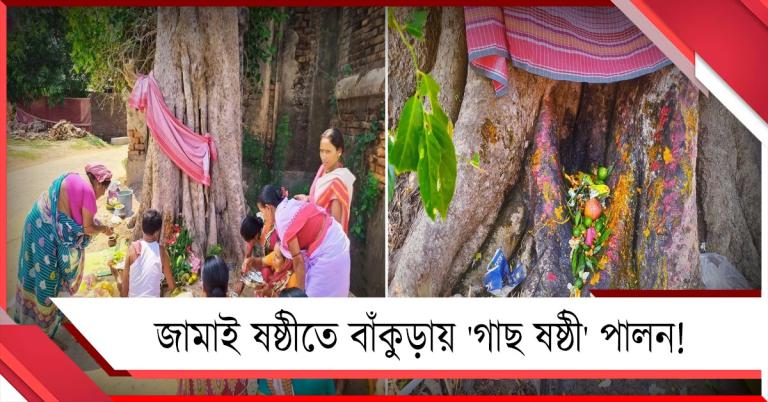 জামাই ষষ্ঠীতে বাঁকুড়ায় চলে 'গাছ ষষ্ঠী'! জঙ্গলকে জামাই আদরে পুজো করলেন মহিলারা